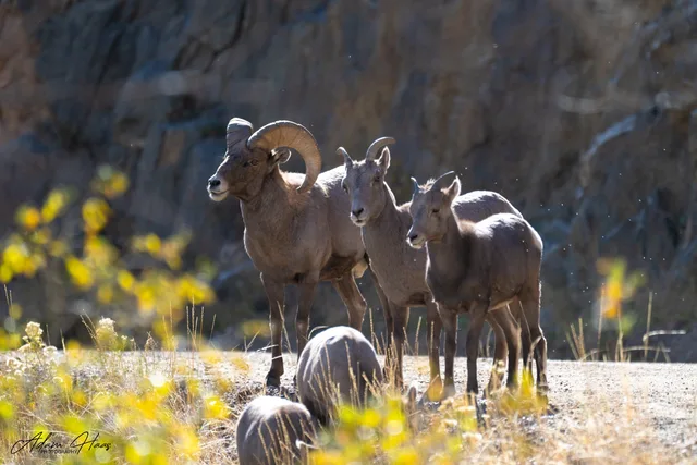 wildlife_001