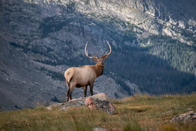 wildlife_005
