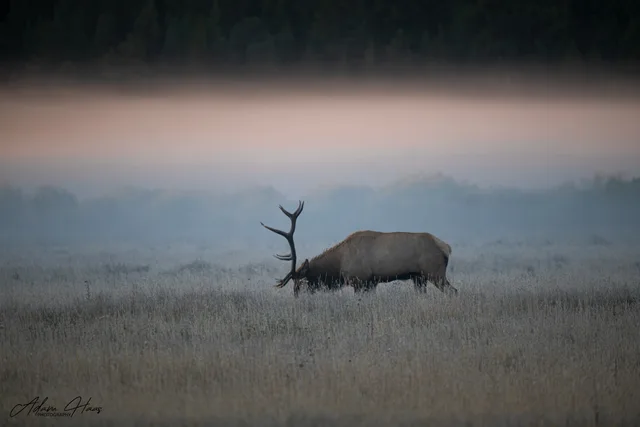 wildlife_008
