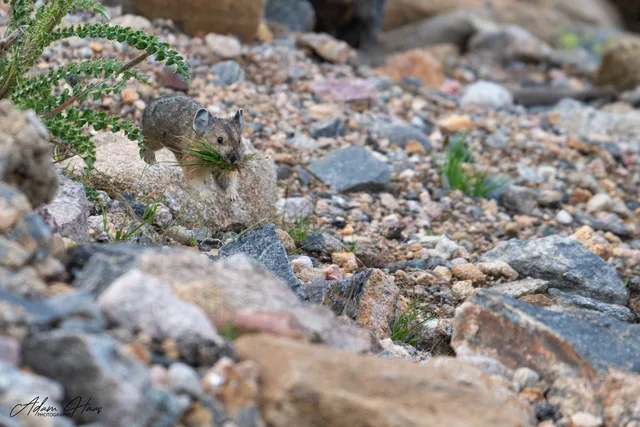 wildlife_011