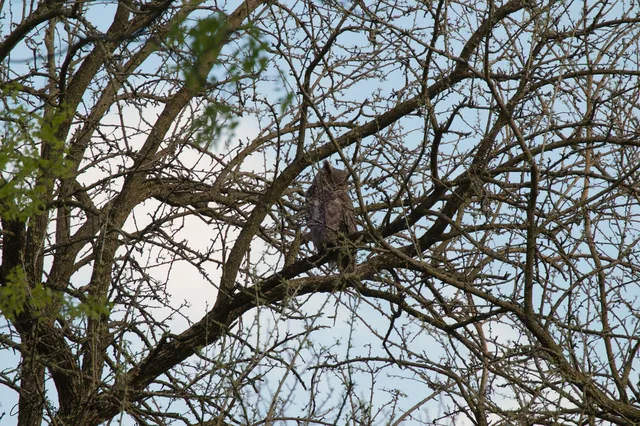 wildlife_015