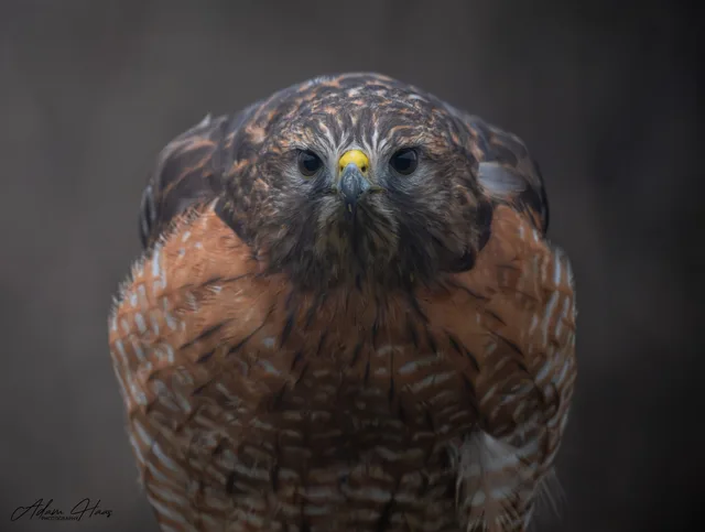 wildlife_019