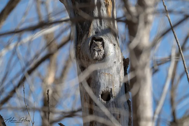 wildlife_022