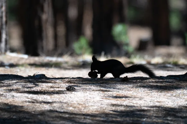 wildlife_025